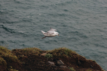seagull flying above wavy sea during daytime in Iceland