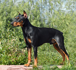 Tan-and-black German Pinscher