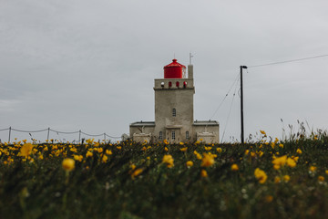 surface level of meadow with flowers and lighthouse in Vik, Iceland