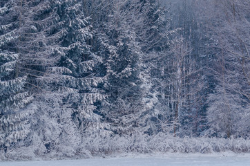 WINTER ATTACK - Fields and plants and trees covered with snow