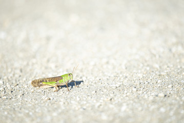 Migratory locust on the white sand ground.