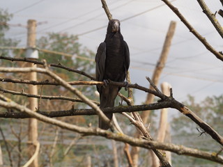 Photography that is showing a greater vasa parrot (scientific name: Coracopsis vasa)