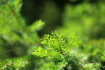 Natural forest background with green tree