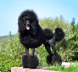 Standart black poodle