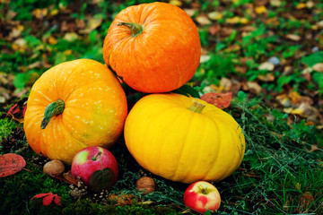 bright orange pumpkins with red apples, walnuts, cones in the autumn forest on green moss, on an old stump from birch