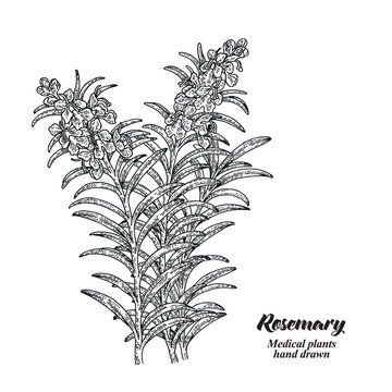 Rosemary branch with leaves and flowers isolated on white background. Medical herbs collection. Hand drawn vector illustration engraved.