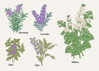 Fototapeta na wymiar Hand drawn rosemary, pepper mint, melissa, sage, lavender and sage garden herbs with leaves and flowers. Medical plants collection. Hand drawn colored sketches. Vector illustration.
