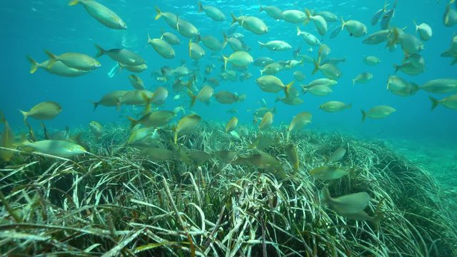 Mediterranean sea underwater shoal of fish ( sea breams Sarpa salpa ) with seagrass Posidonia Oceanica, Catalonia, Costa Brava, Spain
