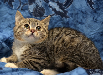 Striped kitten on a blue background