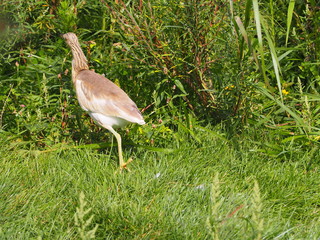 Photography that is showing a squacco heron (scientific name: Ardeola ralloides)