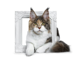 Sweet bicolor high white Maine Coon cat girl laying throught / in a white photo frame front view, looking straight at the camera isolated on white background