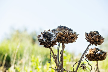 Dry artichoke flowers