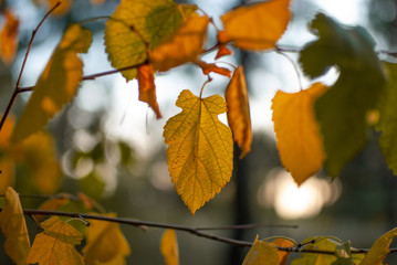 Fototapeta na wymiar green and yellow leaves