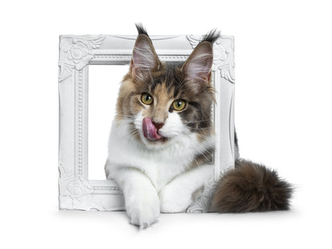 Sweet bicolor high white Maine Coon cat girl laying throught / in a white picture frame front view sticking out tongue, looking straight at the camera isolated on white background