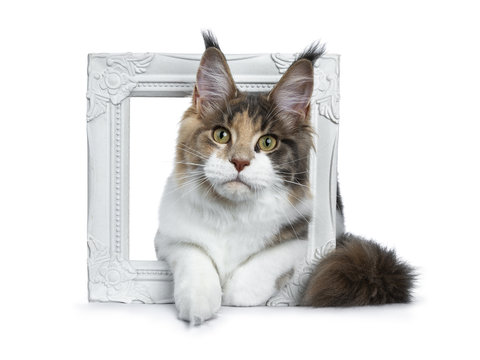 Sweet bicolor high white Maine Coon cat girl laying throught / in a white picture frame front view with slightly tilted head looking straight at the camera isolated on white background