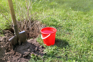  autumn fruit crop transplantation/ shovel, red bucket and large currant bush in the garden 
