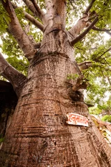 Foto op Canvas Very wide trunk of baobab tree © Jimmy Shroff