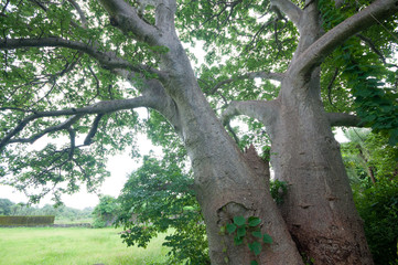 Giant baobab tree near Vasai fort, surrounded by foliage.