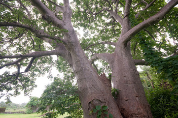 Giant baobab tree near Vasai fort, surrounded by foliage.