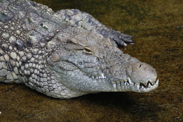 Fototapeta premium ワニ クロコダイル ワニの顔