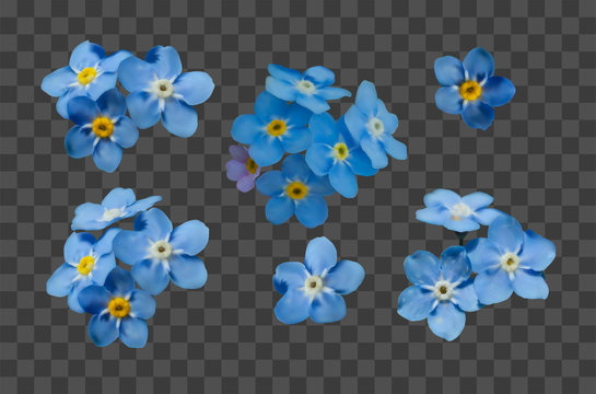 Blue forget me not spring flowers on transparent grid background. Photo realism macro. Decorative elements for greeting cards, invitations. Vector set for your design.