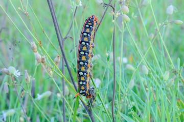 Colorful caterpillar sleeping in grass at dusk - closeup