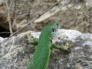 European green lizard sitting on a stone. Lacerta viridis in summer, wildlife