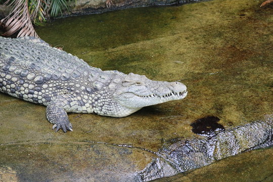 ワニ　クロコダイル
