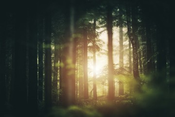 Scenic Forest Sunlight