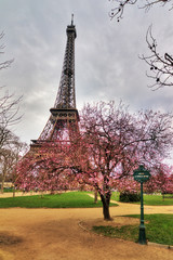 Beautiful pink blossom tree in front of the Eiffel tower on a cloudy winter day in Paris 