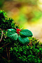 red poisonous berries, wolf berries, belladonna, wolfhound, on green moss in autumn forest