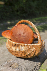 grzyby w koszyku