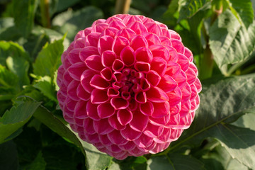 Big colorful round flowers of dahlia plant in garden, floral background