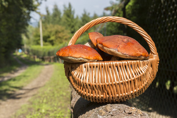 grzyby w koszyku © anix