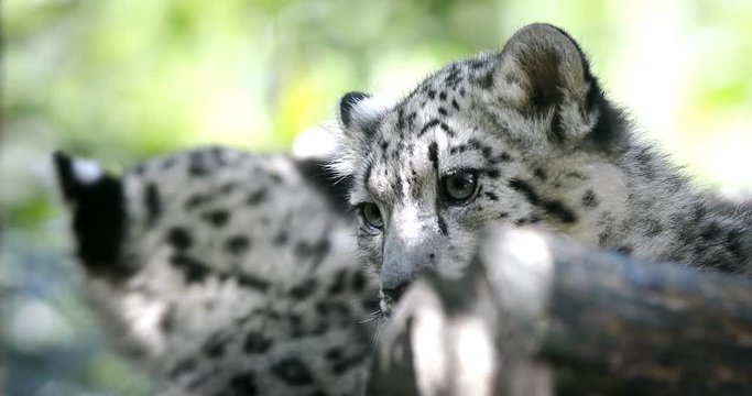 playful baby kitten of Snow Leopard cat, Irbis