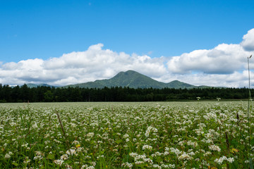 北海道の中標津の花畑