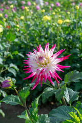 Big colorful round flowers of dahlia plant in garden, floral background