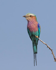 Lilac-breasted roller