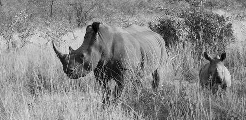 White Rhino in Black and White
