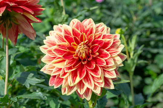 Fototapeta Big colorful round flowers of dahlia plant in garden, floral background