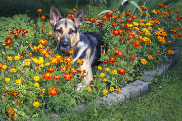 portrait of a young German shepherd among the flowers of marigolds