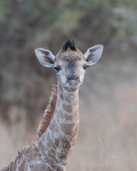 New Born Giraffe