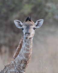 New Born Giraffe