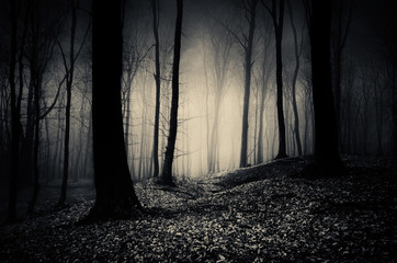 dark woods at night, gothic landscape