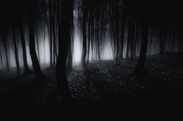 dark scary woods, horror landscape, halloween scene