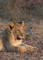 Obraz na płótnie Canvas Lion Cubs feeding and playing.