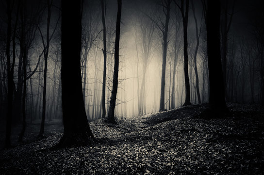 Fototapeta dark woods at night, gothic landscape