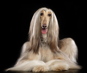 Afghan hound Dog  Isolated  on Black Background in studio