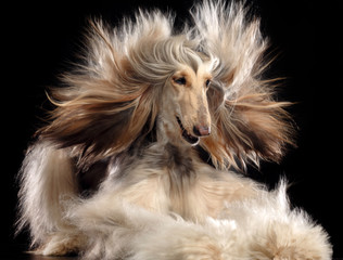 Afghan hound Dog  Isolated  on Black Background in studio - Powered by Adobe