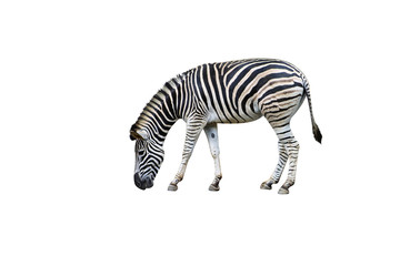 Fototapeta na wymiar Zebra single eating grass or plant isolated on white background